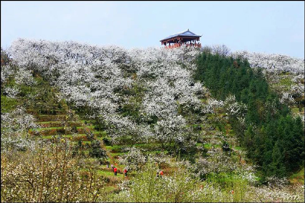 【春天，广西桂林灌阳县向您发出邀请！】我们在灌阳看梨花 - 游山玩水 - 长葛生活社区 - 长葛28生活网 changge.28life.net