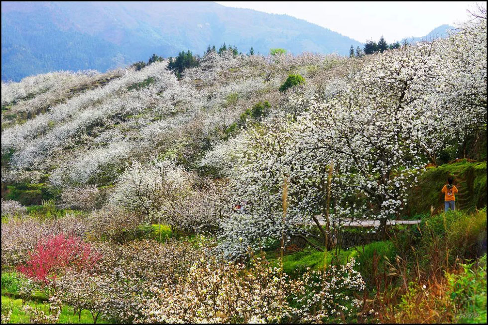 【春天，广西桂林灌阳县向您发出邀请！】我们在灌阳看梨花 - 游山玩水 - 长葛生活社区 - 长葛28生活网 changge.28life.net