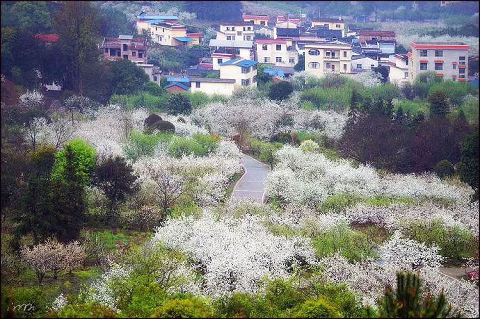 【春天，广西桂林灌阳县向您发出邀请！】我们在灌阳看梨花 - 游山玩水 - 长葛生活社区 - 长葛28生活网 changge.28life.net