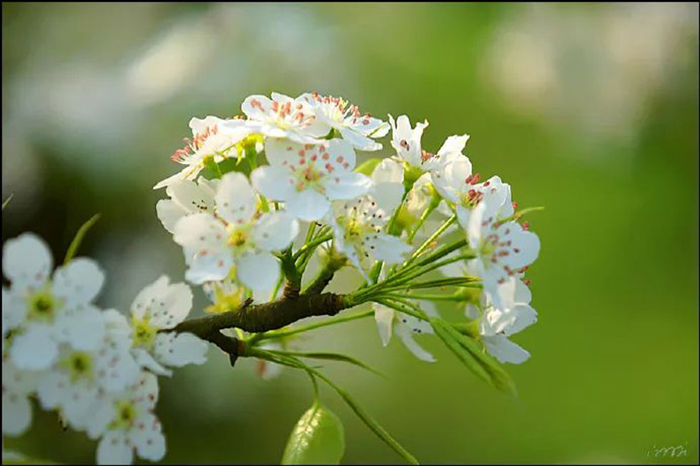 【春天，广西桂林灌阳县向您发出邀请！】我们在灌阳看梨花 - 游山玩水 - 长葛生活社区 - 长葛28生活网 changge.28life.net