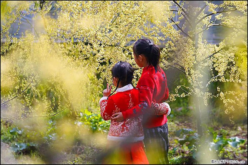 【春天，广西桂林灌阳县向您发出邀请！】米珠山前有片山苍子花在飘香 - 游山玩水 - 长葛生活社区 - 长葛28生活网 changge.28life.net