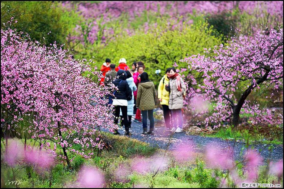 【春天,广西桂林灌阳县向您发出邀请!】官庄村有个醉美的桃花园 - 游山玩水 - 长葛生活社区 - 长葛28生活网 changge.28life.net