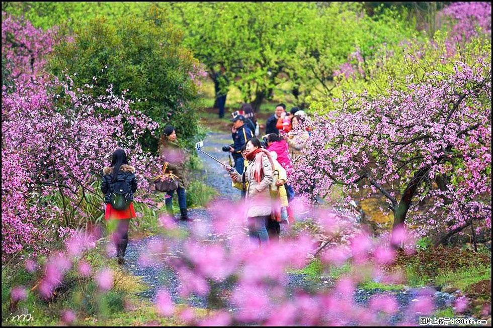 【春天,广西桂林灌阳县向您发出邀请!】官庄村有个醉美的桃花园 - 游山玩水 - 长葛生活社区 - 长葛28生活网 changge.28life.net