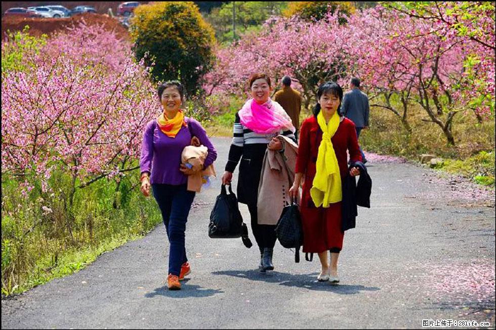 【春天,广西桂林灌阳县向您发出邀请!】官庄村有个醉美的桃花园 - 游山玩水 - 长葛生活社区 - 长葛28生活网 changge.28life.net