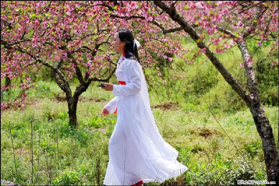 【春天,广西桂林灌阳县向您发出邀请!】官庄村有个醉美的桃花园 - 游山玩水 - 长葛生活社区 - 长葛28生活网 changge.28life.net