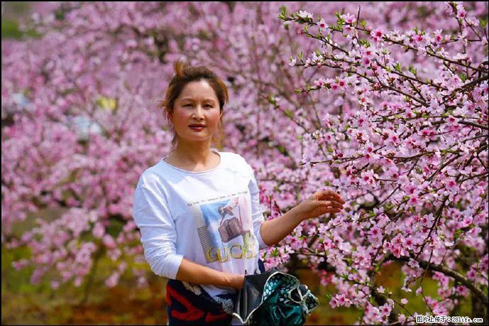 【春天,广西桂林灌阳县向您发出邀请!】官庄村有个醉美的桃花园 - 游山玩水 - 长葛生活社区 - 长葛28生活网 changge.28life.net