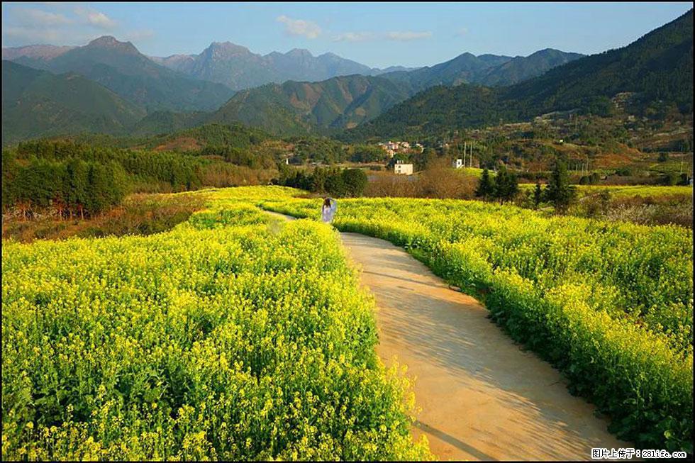 【春天，广西桂林灌阳县向您发出邀请！】长坪村油菜盛情花开 - 游山玩水 - 长葛生活社区 - 长葛28生活网 changge.28life.net