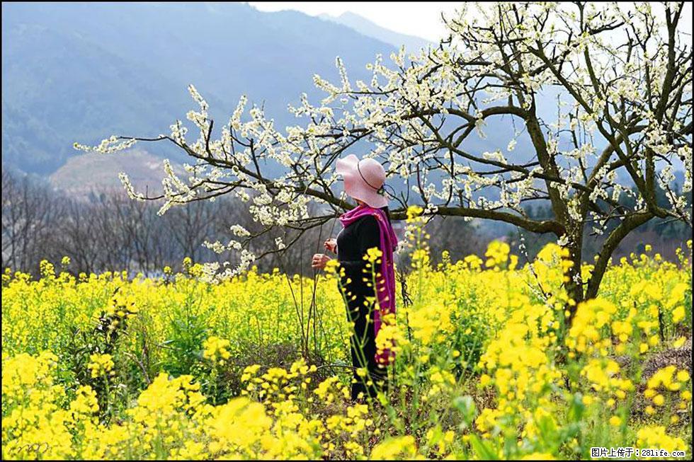 【春天，广西桂林灌阳县向您发出邀请！】长坪村油菜盛情花开 - 游山玩水 - 长葛生活社区 - 长葛28生活网 changge.28life.net