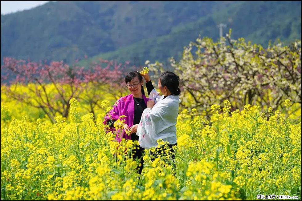 【春天，广西桂林灌阳县向您发出邀请！】长坪村油菜盛情花开 - 游山玩水 - 长葛生活社区 - 长葛28生活网 changge.28life.net