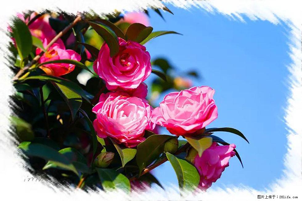【春天，广西桂林灌阳县向您发出邀请！】杨柳井茶花惹人爱 - 游山玩水 - 长葛生活社区 - 长葛28生活网 changge.28life.net