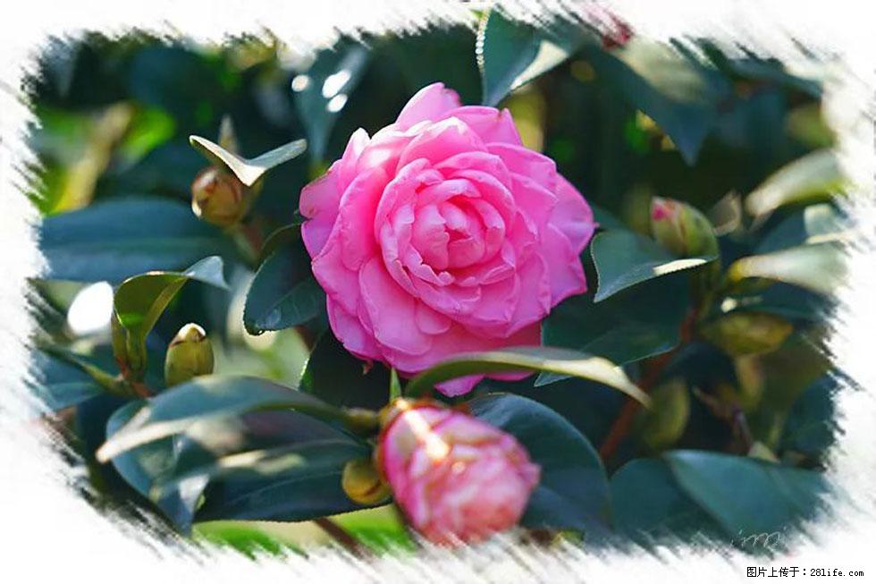 【春天，广西桂林灌阳县向您发出邀请！】杨柳井茶花惹人爱 - 游山玩水 - 长葛生活社区 - 长葛28生活网 changge.28life.net