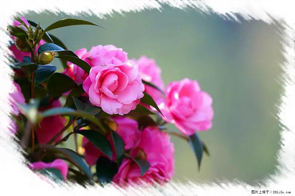 【春天，广西桂林灌阳县向您发出邀请！】杨柳井茶花惹人爱 - 游山玩水 - 长葛生活社区 - 长葛28生活网 changge.28life.net