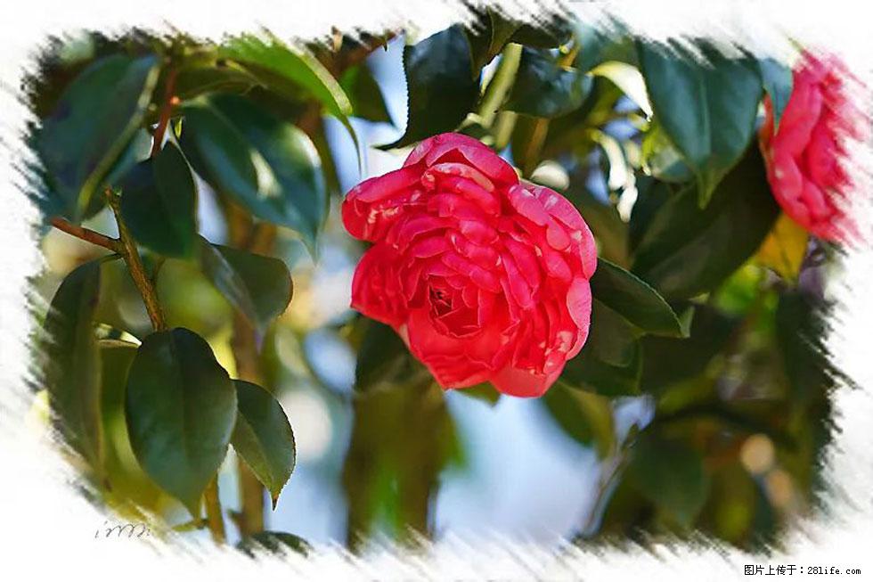 【春天，广西桂林灌阳县向您发出邀请！】杨柳井茶花惹人爱 - 游山玩水 - 长葛生活社区 - 长葛28生活网 changge.28life.net