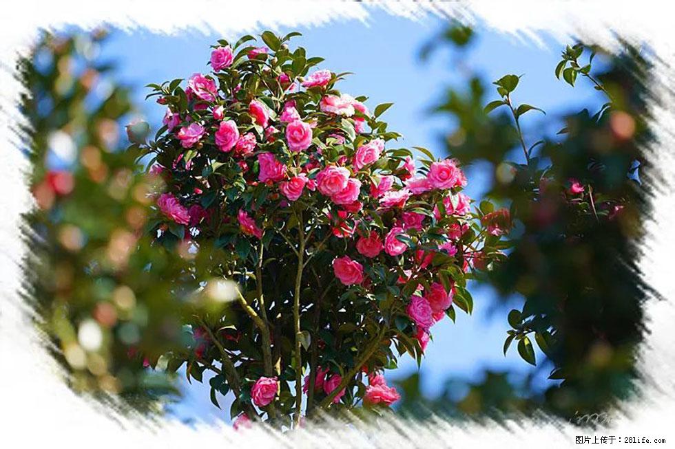 【春天，广西桂林灌阳县向您发出邀请！】杨柳井茶花惹人爱 - 游山玩水 - 长葛生活社区 - 长葛28生活网 changge.28life.net
