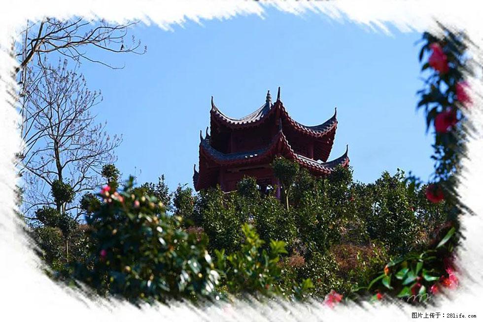 【春天，广西桂林灌阳县向您发出邀请！】杨柳井茶花惹人爱 - 游山玩水 - 长葛生活社区 - 长葛28生活网 changge.28life.net