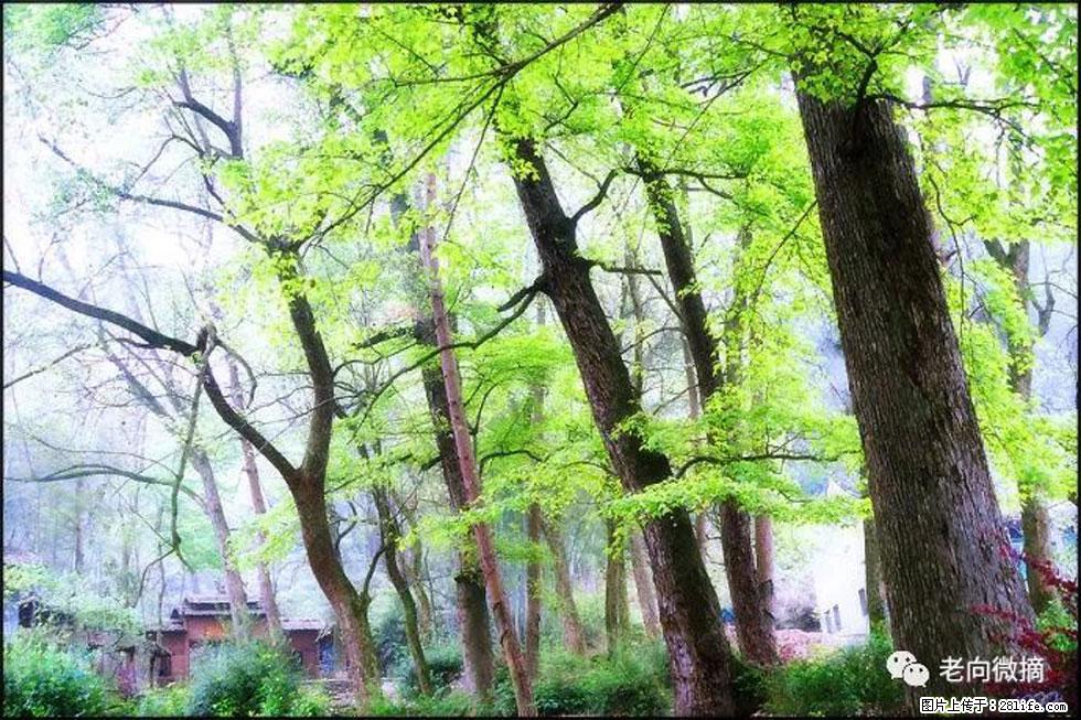 【春天，广西桂林灌阳县向您发出邀请！】在小龙村与春天约会 - 游山玩水 - 长葛生活社区 - 长葛28生活网 changge.28life.net