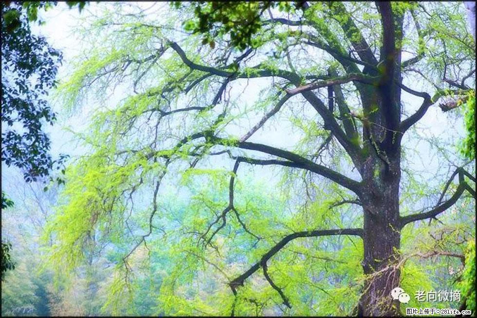 【春天，广西桂林灌阳县向您发出邀请！】在小龙村与春天约会 - 游山玩水 - 长葛生活社区 - 长葛28生活网 changge.28life.net