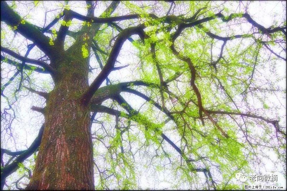 【春天，广西桂林灌阳县向您发出邀请！】在小龙村与春天约会 - 游山玩水 - 长葛生活社区 - 长葛28生活网 changge.28life.net