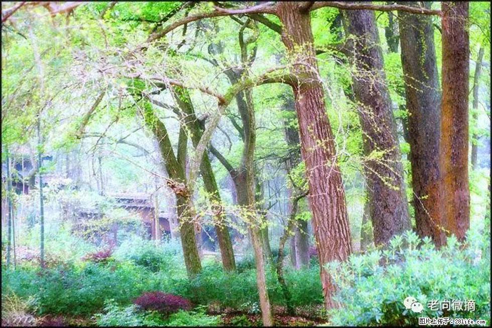 【春天，广西桂林灌阳县向您发出邀请！】在小龙村与春天约会 - 游山玩水 - 长葛生活社区 - 长葛28生活网 changge.28life.net