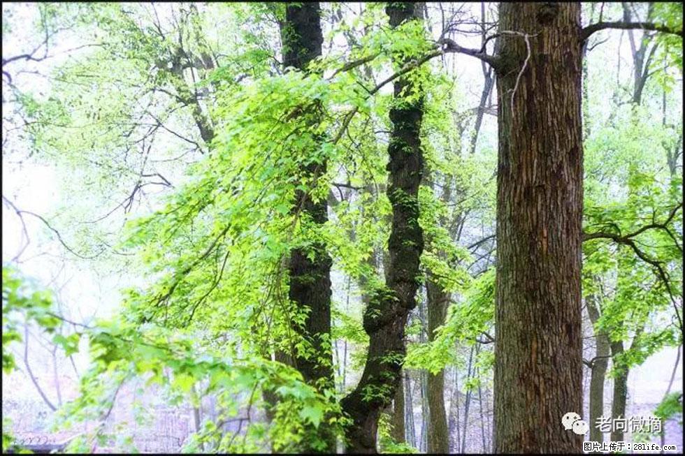 【春天，广西桂林灌阳县向您发出邀请！】在小龙村与春天约会 - 游山玩水 - 长葛生活社区 - 长葛28生活网 changge.28life.net