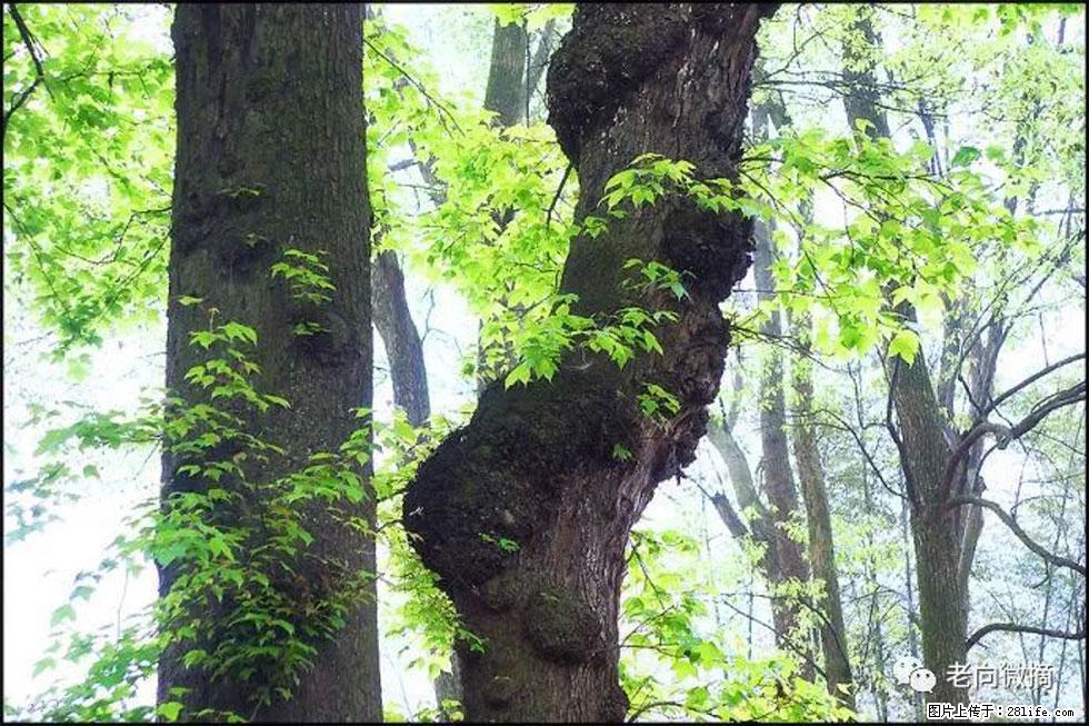 【春天，广西桂林灌阳县向您发出邀请！】在小龙村与春天约会 - 游山玩水 - 长葛生活社区 - 长葛28生活网 changge.28life.net