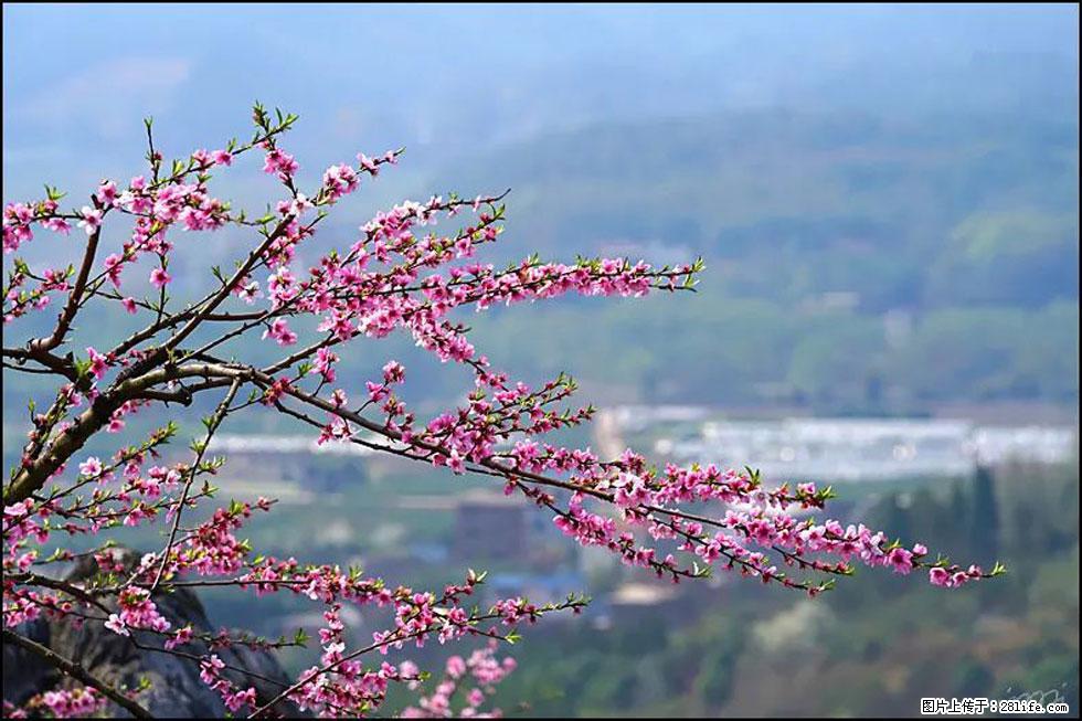 【春天，广西桂林灌阳县向您发出邀请！】望月岭上桃花开 - 游山玩水 - 长葛生活社区 - 长葛28生活网 changge.28life.net