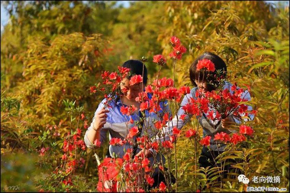 【春天,广西桂林灌阳县向您发出邀请!】登麒麟山,相约映山红 - 游山玩水 - 长葛生活社区 - 长葛28生活网 changge.28life.net
