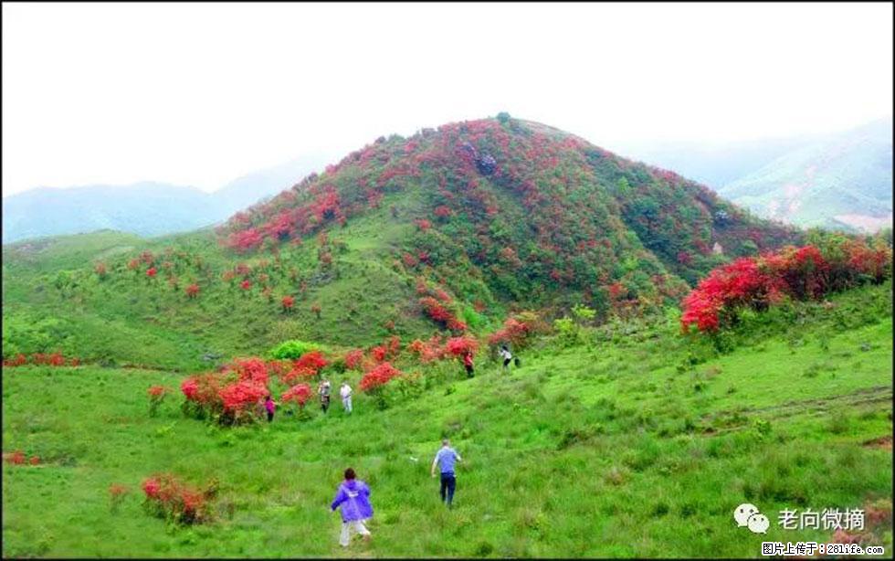 【春天，广西桂林灌阳县向您发出邀请！】宝盖山上映山红 - 游山玩水 - 长葛生活社区 - 长葛28生活网 changge.28life.net