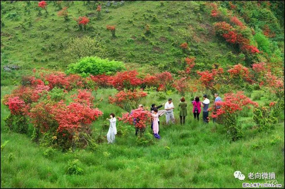 【春天，广西桂林灌阳县向您发出邀请！】宝盖山上映山红 - 游山玩水 - 长葛生活社区 - 长葛28生活网 changge.28life.net