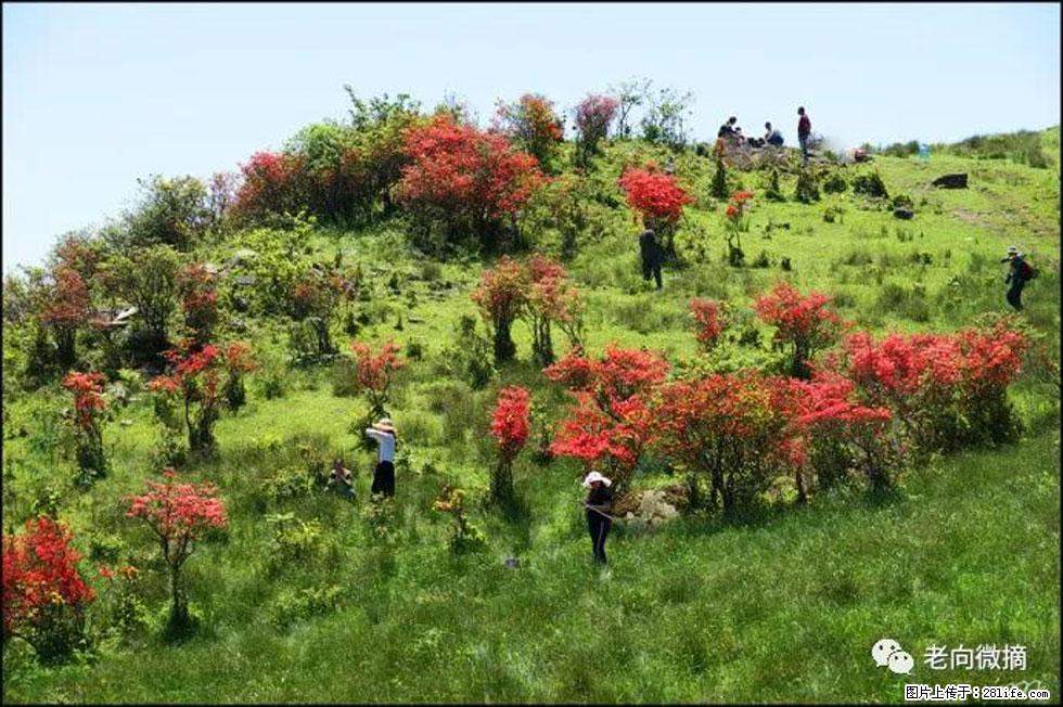【春天，广西桂林灌阳县向您发出邀请！】宝盖山上映山红 - 游山玩水 - 长葛生活社区 - 长葛28生活网 changge.28life.net