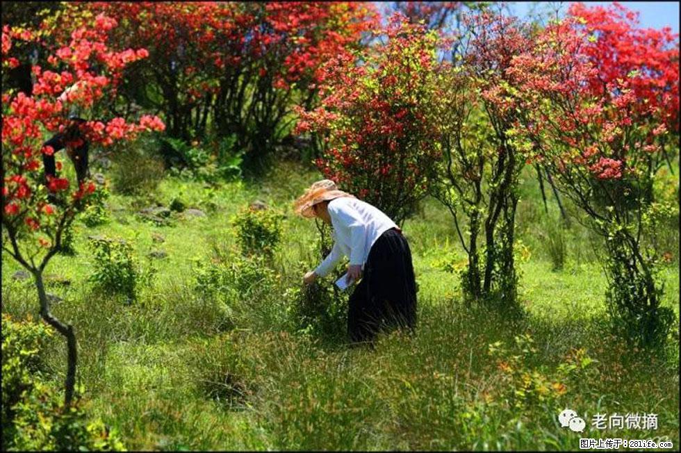 【春天，广西桂林灌阳县向您发出邀请！】宝盖山上映山红 - 游山玩水 - 长葛生活社区 - 长葛28生活网 changge.28life.net