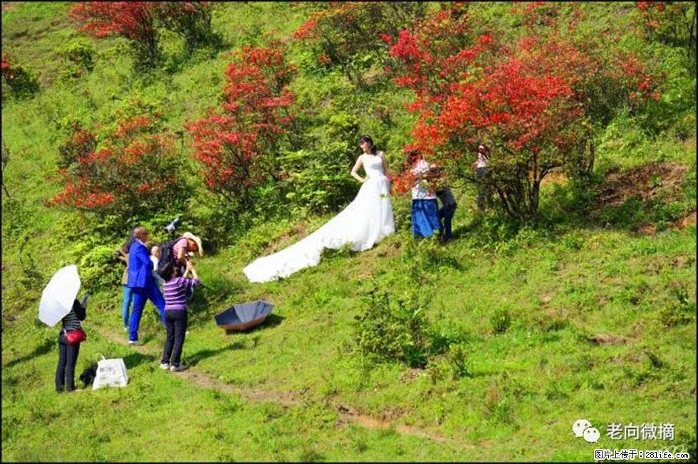 【春天，广西桂林灌阳县向您发出邀请！】宝盖山上映山红 - 游山玩水 - 长葛生活社区 - 长葛28生活网 changge.28life.net