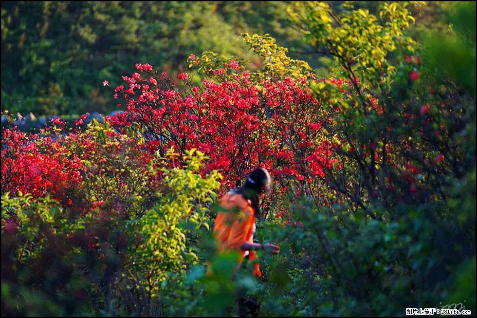 【春天，广西桂林灌阳县向您发出邀请！】春木界上映山红 - 游山玩水 - 长葛生活社区 - 长葛28生活网 changge.28life.net