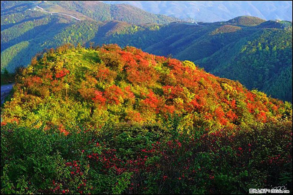 【春天，广西桂林灌阳县向您发出邀请！】春木界上映山红 - 游山玩水 - 长葛生活社区 - 长葛28生活网 changge.28life.net