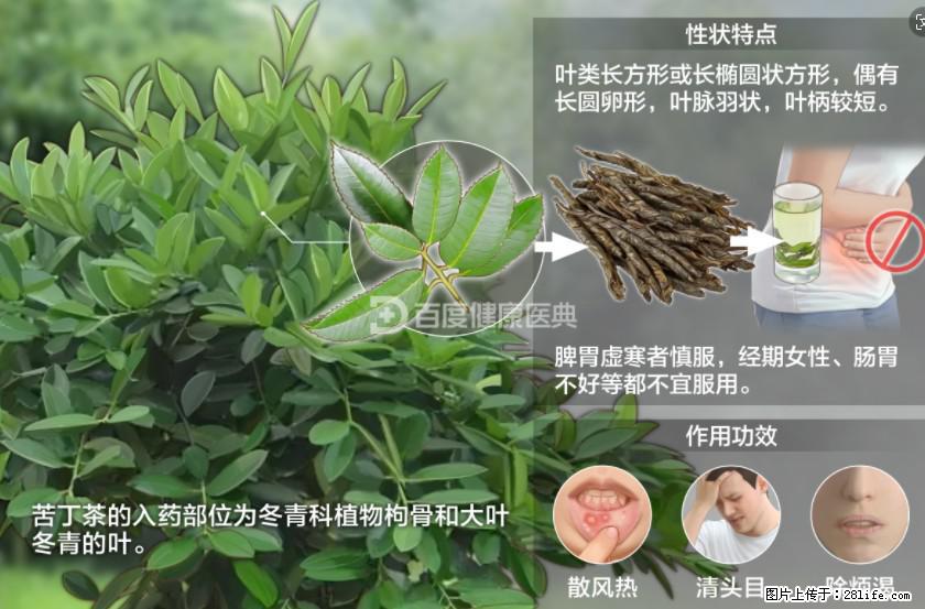 苦丁茶有哪些功效和作用 - 生活百科 - 长葛生活社区 - 长葛28生活网 changge.28life.net