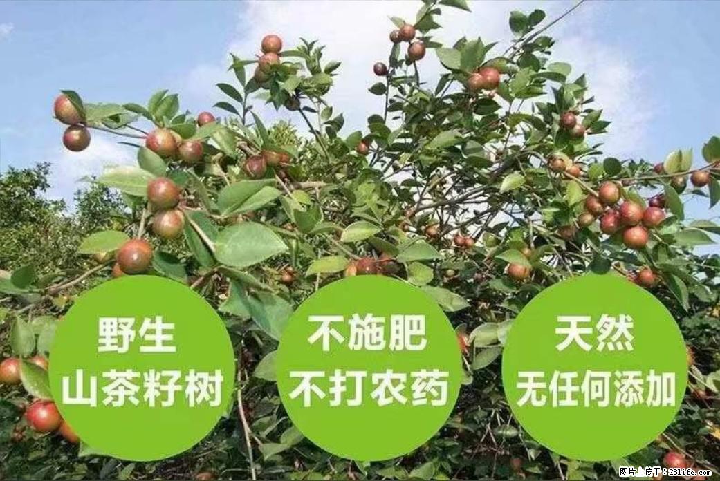 【灌阳县油茶产业示范区】一个有着充实的精神生活的人，对待身外之物自会有一种淡泊的态度 - 美食天地 - 长葛生活社区 - 长葛28生活网 changge.28life.net