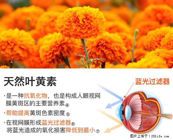 叶黄素有什么功效和作用 - 生活百科 - 长葛生活社区 - 长葛28生活网 changge.28life.net