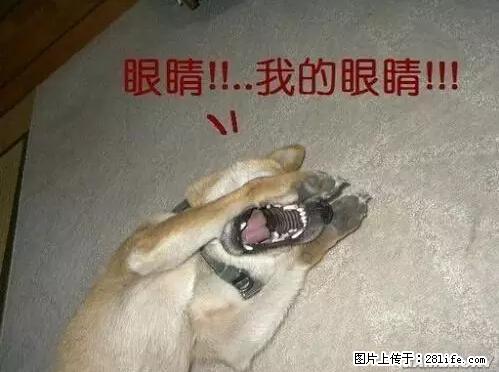 笑癫了！一女的怀孕三年未生，他终于忍不住了... - 娱乐八卦 - 长葛生活社区 - 长葛28生活网 changge.28life.net
