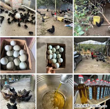 油茶园从小鸡仔开始养起的纯土鸡、土鸡蛋可以预定啦！还有前几天刚榨的纯山茶油哦 - 土特产 - 饮食特产 - 长葛分类信息 - 长葛28生活网 changge.28life.net