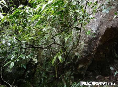平乐石崖茶，珍贵仅次于金花茶 - 长葛生活资讯 - 长葛28生活网 changge.28life.net