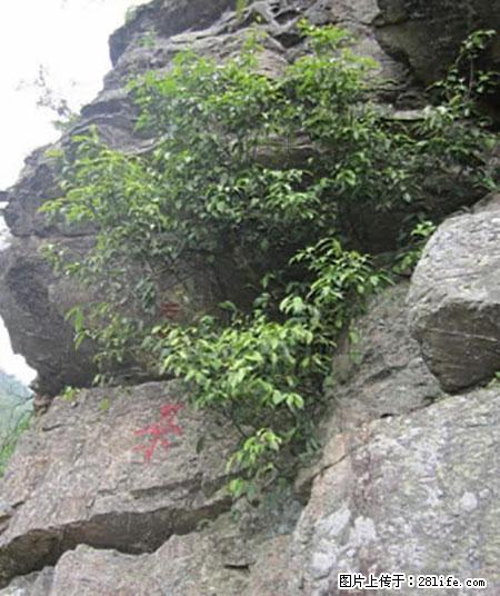 平乐石崖茶，珍贵仅次于金花茶 - 长葛生活资讯 - 长葛28生活网 changge.28life.net