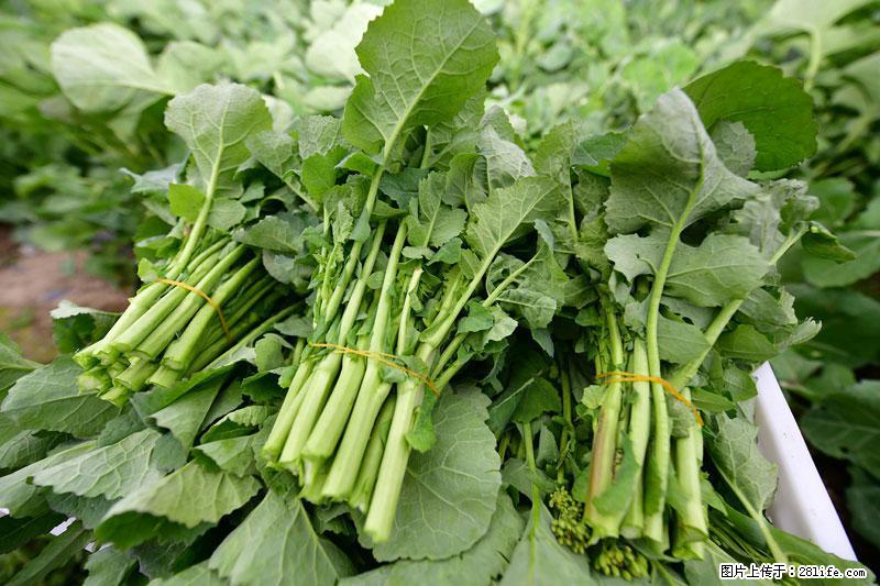 这些蔬菜是“天然钙片”，这6种被医生重点推荐 - 长葛生活资讯 - 长葛28生活网 changge.28life.net